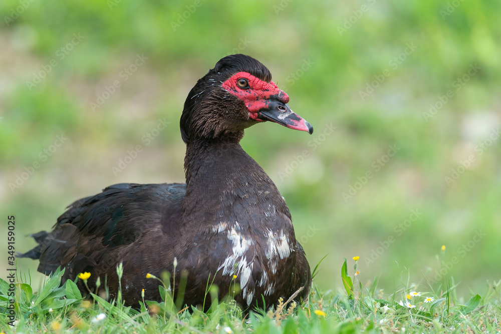 Greylag goose eating in a field on the edge of a lake, with very colorful faces in the foreground looking towards the camera Greylag goose eating in a field on the edge of a lake, with very colorful faces in the foreground looking towards the camera