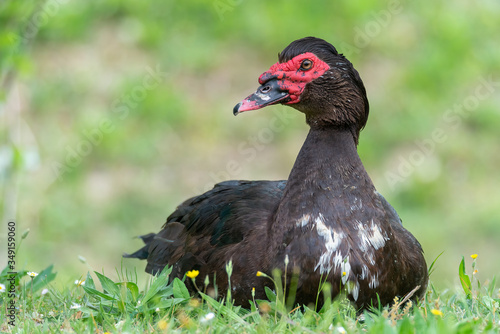 Greylag goose eating in a field on the edge of a lake, with very colorful faces in the foreground looking towards the camera