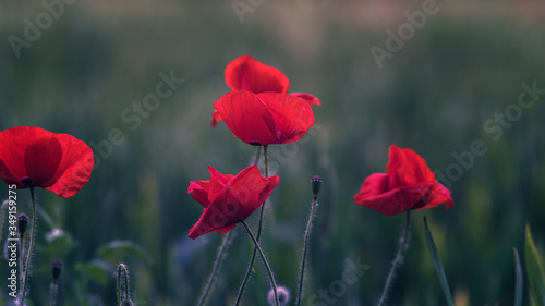 Natural poppies in the field at sunset