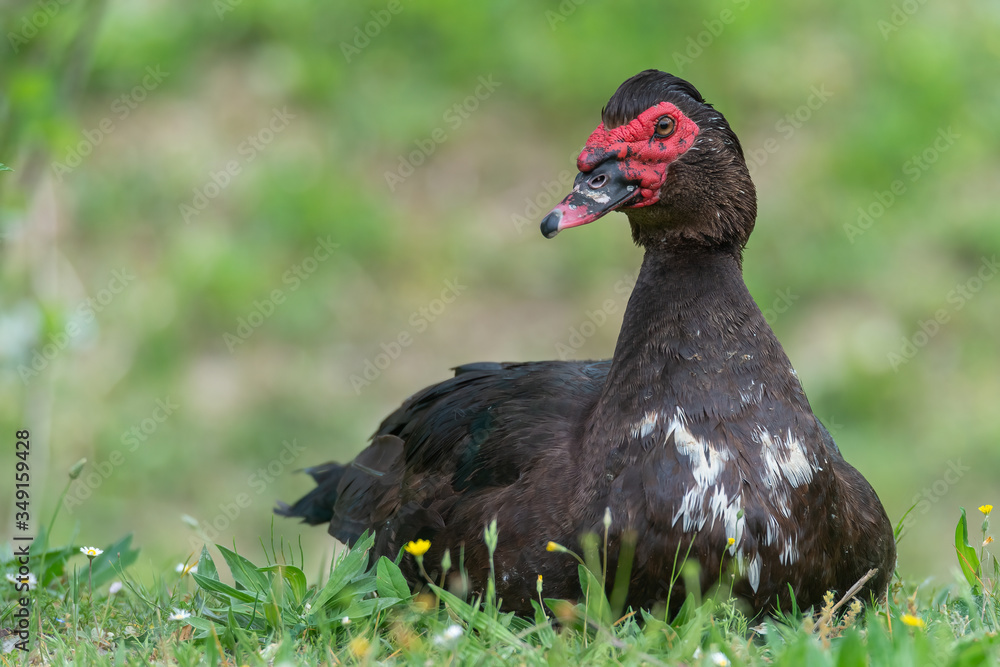 Greylag goose eating in a field on the edge of a lake, with very colorful faces in the foreground looking towards the camera Greylag goose eating in a field on the edge of a lake, with very colorful faces in the foreground looking towards the camera