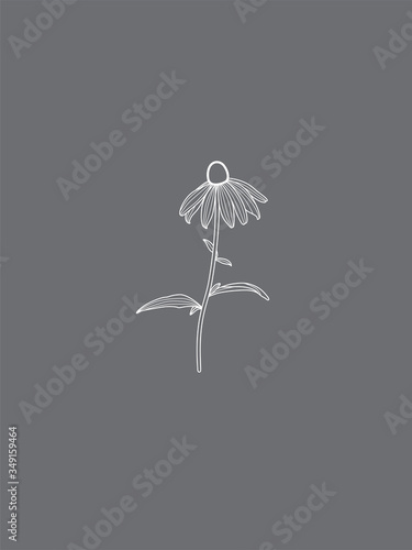 Rudbeckia Flower Line Art on Grey