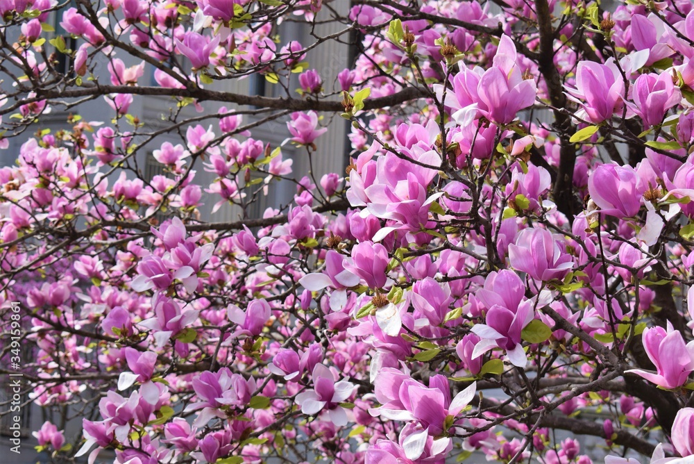pink cherry blossom in spring pink cherry blossom in spring