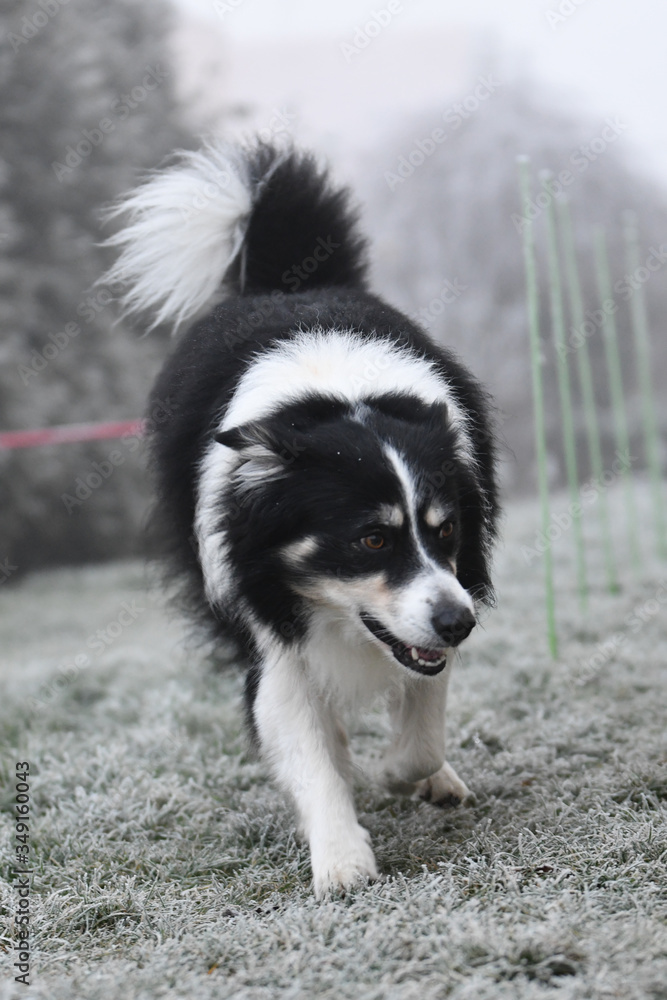 Border collie is running in winter in grass. He is running to his breader.