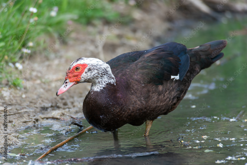 Greylag goose eating in a field on the edge of a lake, with very colorful faces in the foreground looking towards the camera Greylag goose eating in a field on the edge of a lake, with very colorful faces in the foreground looking towards the camera