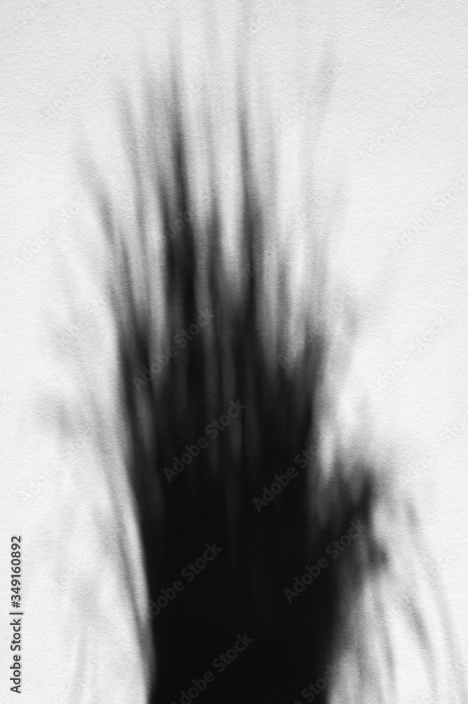 Obraz premium shadow from a plant by sunlight