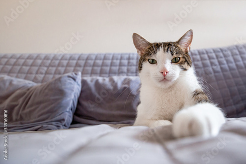 Sweet cat lies on sofa at home and looks into the camera, home comfort concept, indoor. Cope space. Adopt cat © mdyn