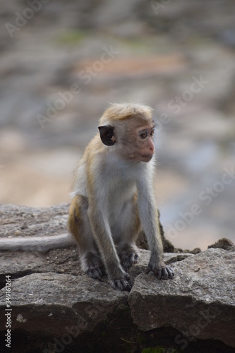 Little Monkey On Rock