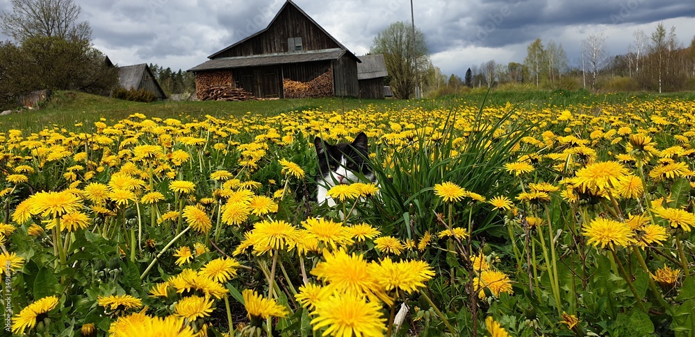 Obraz premium field of dandelions