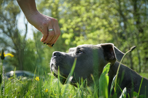 Hundetraining mit einem Staffordshire Bullterrier