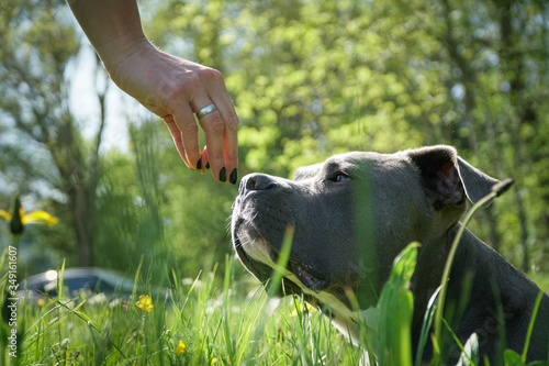 Hundetraining mit einem Staffordshire Bullterrier