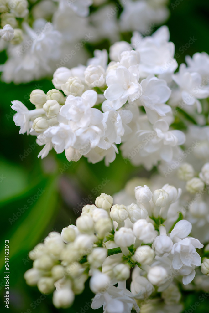 Close-up of a beautiful blooming white lilac.