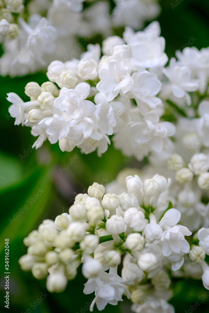Close-up of a beautiful blooming white lilac. Close-up of a beautiful blooming white lilac.