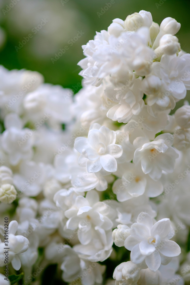 Close-up of a beautiful blooming white lilac. Close-up of a beautiful blooming white lilac.