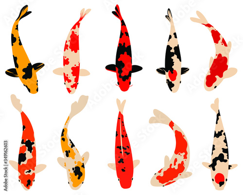Set of koi carps fish. Сollection of Asian ornamental fish for a pond. Top view of fish. Vector illustration for decorative fishing.