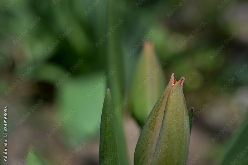 tulip buds in the spring