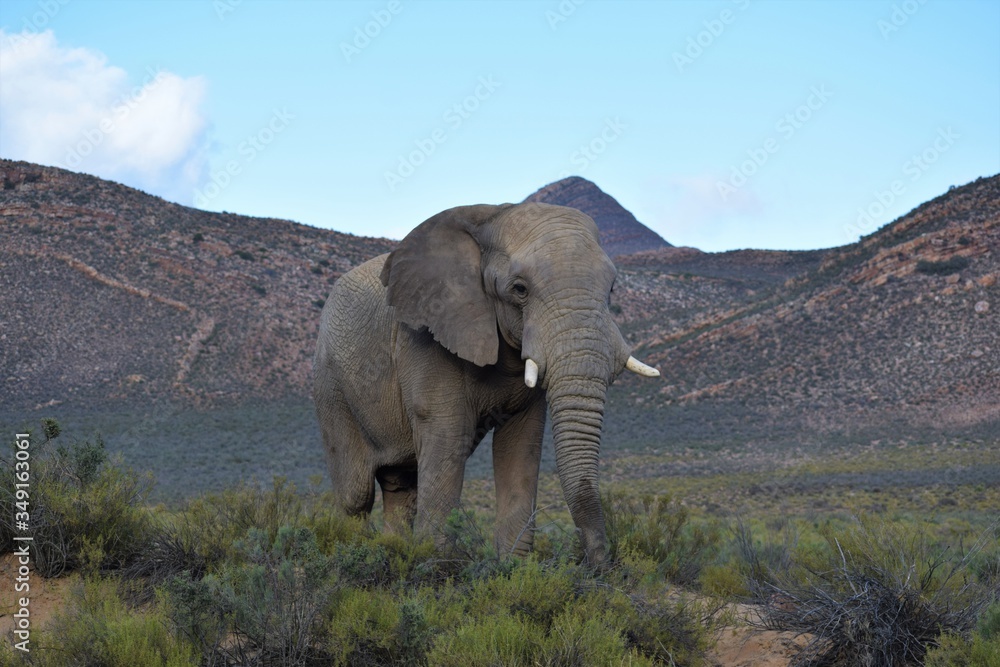 Obraz premium Adult elephant in safari bush