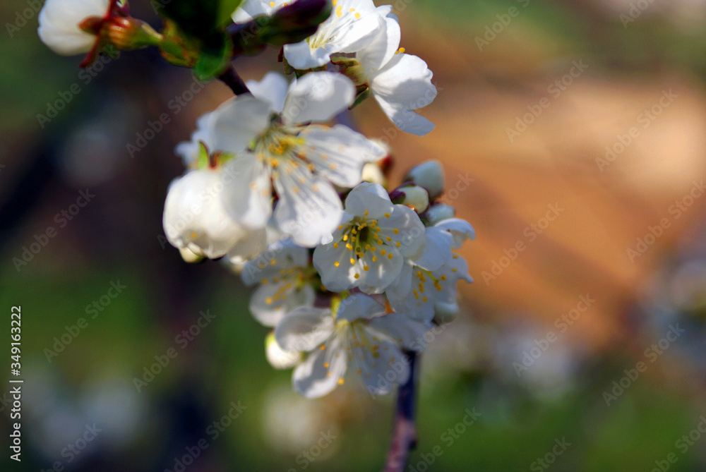 blooming cherry treeblooming cherry tree blooming cherry treeblooming cherry tree