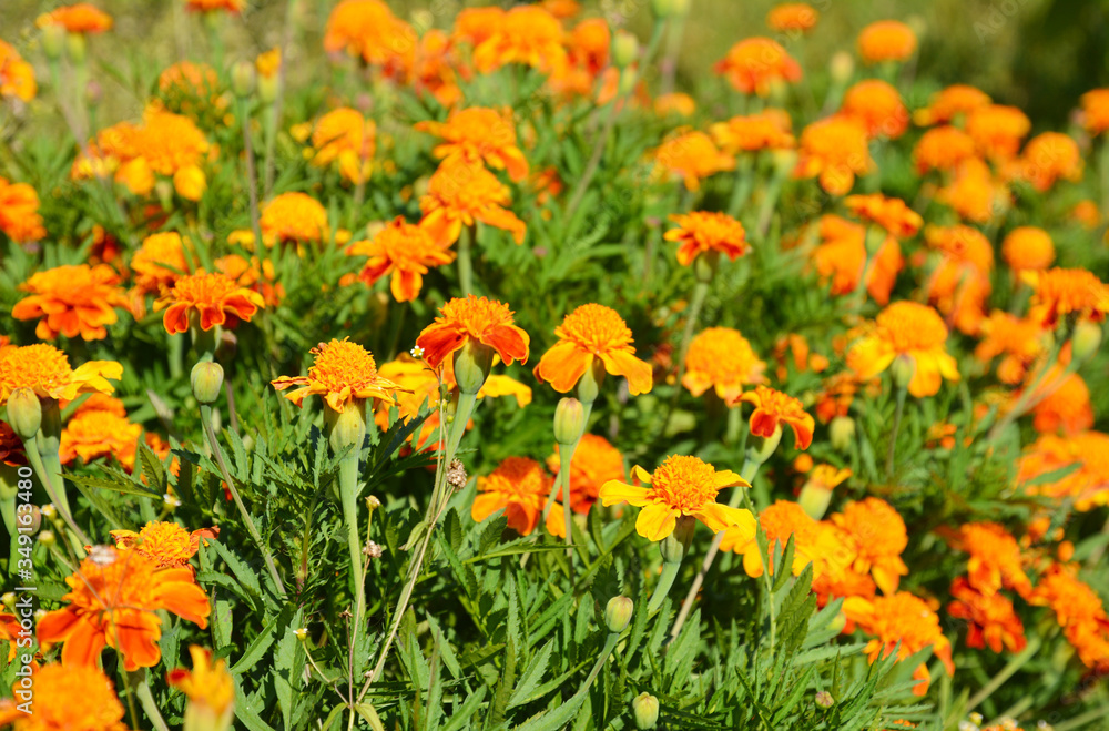 A close-up on growing orange tagetes, marigold richly blooming flowers with a musky scent on a flowerbed in summer.