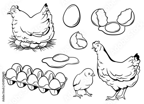Set of chicken eggs. Сollection of chicken with her baby. Rural natural poultry farming. Livestock. Fresh homemade products. Set of nest and tray of eggs. Vector illustration of a chicken farm.