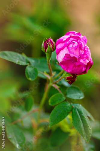 Wallpaper Mural Rosa damascena, known as the Damask rose - pink, oil-bearing, flowering, deciduous shrub plant. Balley of Roses. Close up view. Back light. Selective focus. space for text Torontodigital.ca