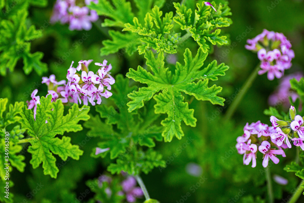 Light Pink Rose geranium or Sweet scented geranium (Pelargonium graveolens) in the garden