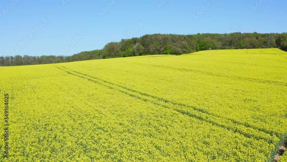 Aerial view of blooming oilseed rape field in spring, Germany Aerial view of blooming oilseed rape field in spring, Germany