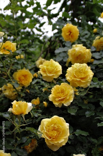 rosa