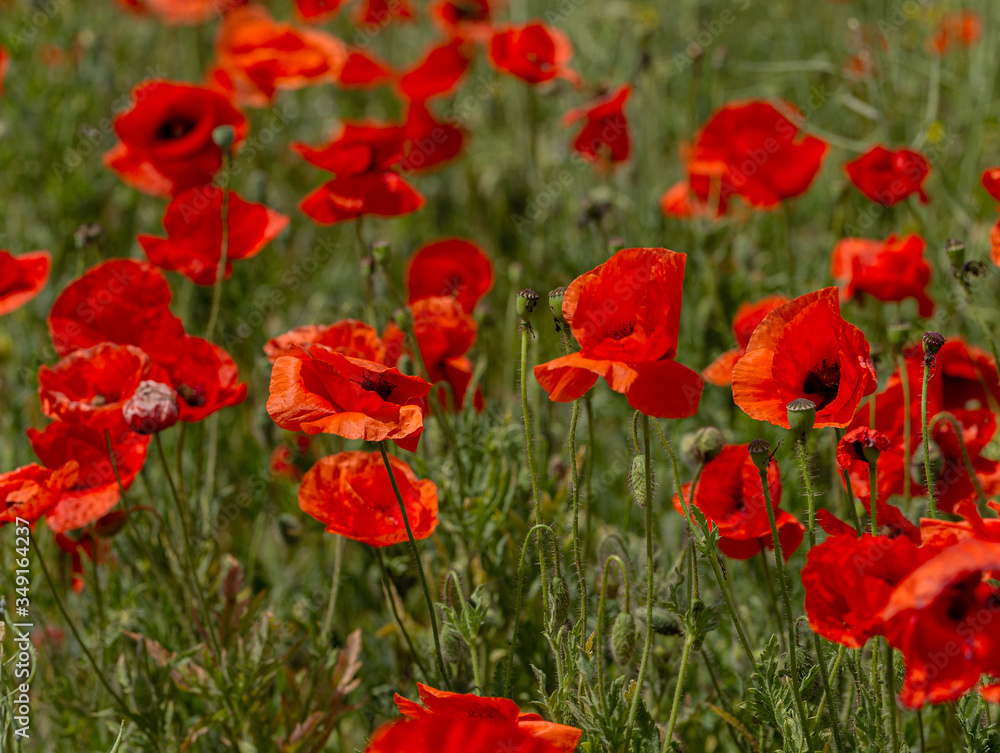 Flowers red poppies bloom in wild field. Beautiful field of red poppies with highlighted focus. Soft light. Toning. Creative Creative Processing Natural Background