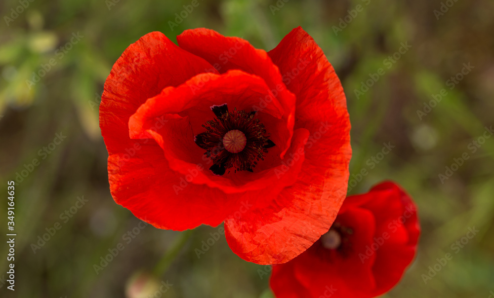 Flowers red poppies bloom in wild field. Beautiful field of red poppies with highlighted focus. Soft light. Toning. Creative Creative Processing Natural Background Flowers red poppies bloom in wild field. Beautiful field of red poppies with highlighted focus. Soft light. Toning. Creative Creative Processing Natural Background