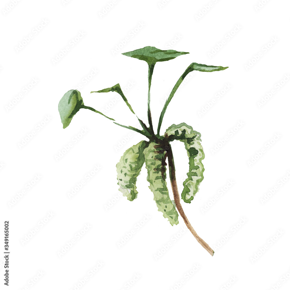 Obraz premium Zestaw z Ginko Biloba. Ręcznie rysowane akwarela ilustracja. Druk, tekstylia, pocztówka, karta, tło. Rośliny lecznicze i pożyteczne. Farmacja i kosmetyki. Botanika i naturalny składnik