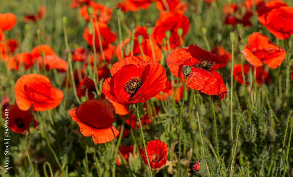 Flowers red poppies bloom in wild field. Beautiful field of red poppies with highlighted focus. Soft light. Toning. Creative Creative Processing Natural Background