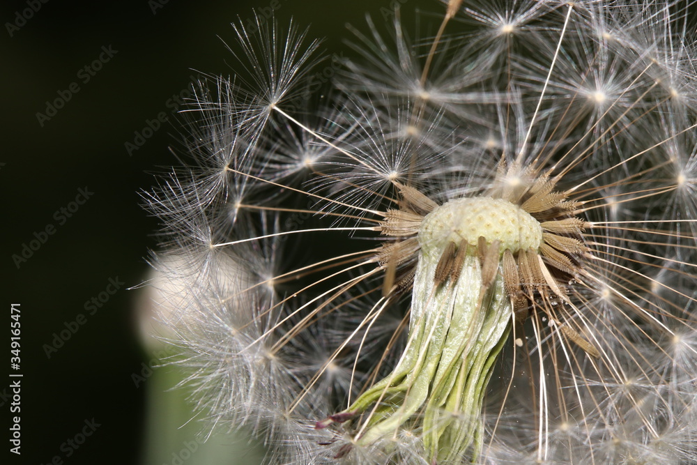 Fototapeta premium odizolowana głowa mniszka lekarskiego, który stracił pierwsze nasiona