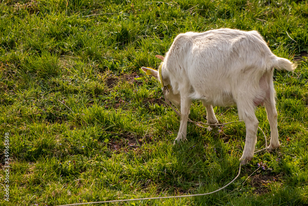 White domestic goat feeding on the field White domestic goat feeding on the field
