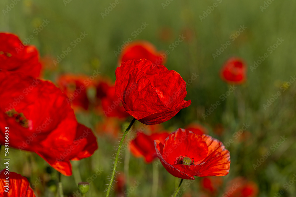 Flowers red poppies bloom in wild field. Beautiful field of red poppies with highlighted focus. Soft light. Toning. Creative Creative Processing Natural Background Flowers red poppies bloom in wild field. Beautiful field of red poppies with highlighted focus. Soft light. Toning. Creative Creative Processing Natural Background