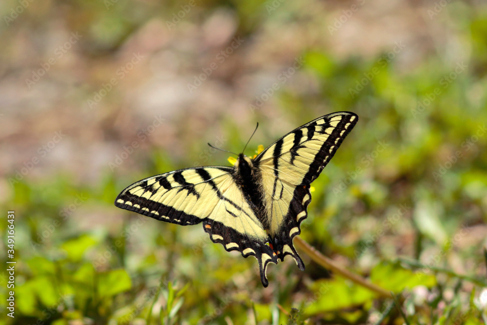 Pale Swallowtail Butterfly with wings open. Pale Swallowtail Butterfly with wings open.