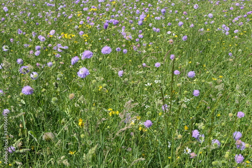 Fat wild summer meadow with blue button flowers