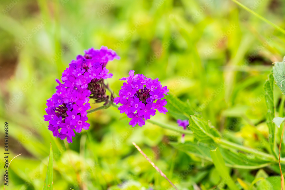 Fototapeta premium Drakensberg purple wild flower growing as a weed in the mountains