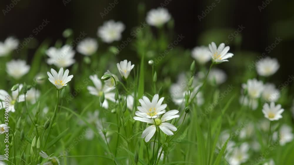 White flowers (Stellaria holostea) on a forest glade. White flowers (Stellaria holostea) on a forest glade.