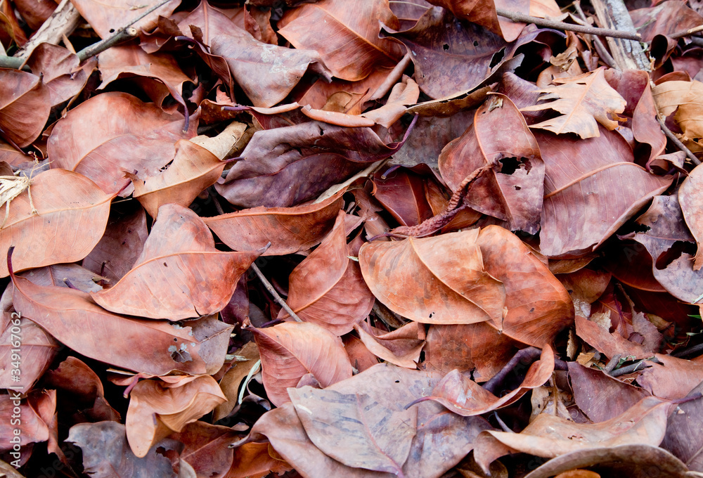 Dried leaves