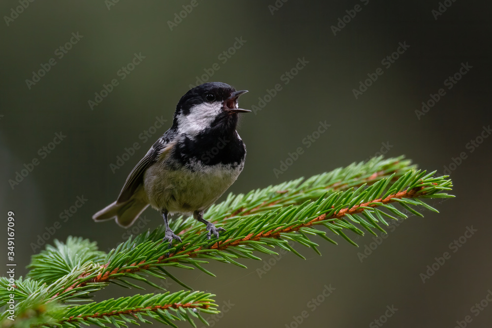 Coal tit (Parus ater) a cute songbird singing form a pine branch. Small bird with black and white head in a dark forest. Wildlife scene from nature. Czech Republic Coal tit (Parus ater) a cute songbird singing form a pine branch. Small bird with black and white head in a dark forest. Wildlife scene from nature. Czech Republic