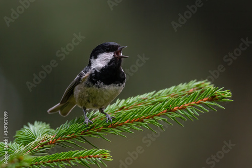 Coal tit (Parus ater) a cute songbird singing form a pine branch. Small bird with black and white head in a dark forest. Wildlife scene from nature. Czech Republic