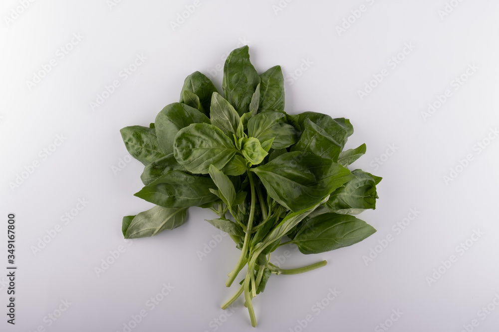 Fresh basil leaf isolated on white background, close up. Basil herb Fresh basil leaf isolated on white background, close up. Basil herb