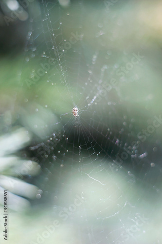 spider web macro