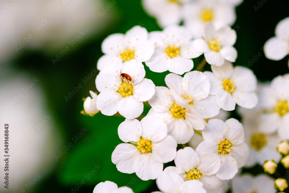 Beautiful white blossoms of alyssum in spring also known as sweet alison blooming.