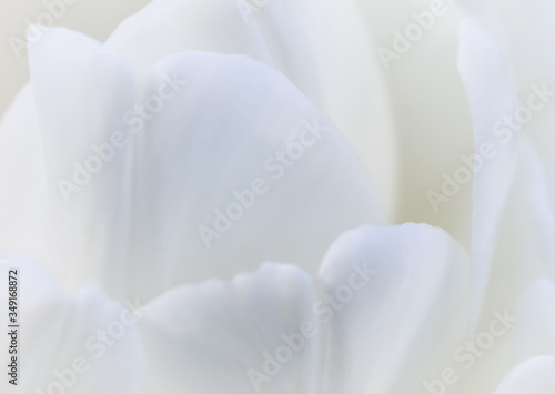 Abstract floral background, white tulip flower. Macro flowers backdrop for holiday brand design