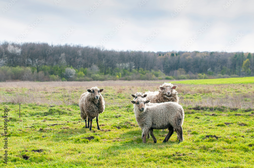 Fototapeta premium Goats eat hay on a Sunny day behind the fence. Two white house goats with ropes around their necks
