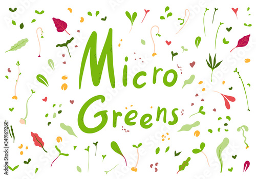 Microgreens or baby greens.Fresh microgreens on a white background