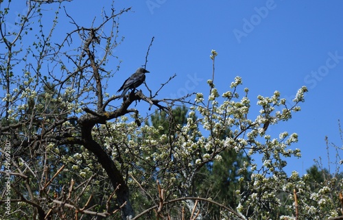 a black crow on a blossoming cherry tree in the spring