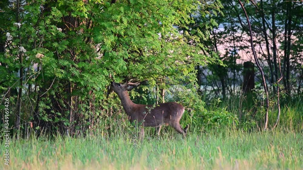 Roe buck eat leaves from the tree, spring, (capreolus capreolus), germany Roe buck eat leaves from the tree, spring, (capreolus capreolus), germany