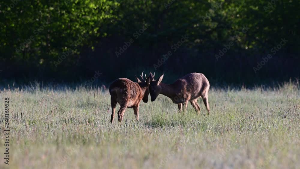 Two roe buck rivals fighting on the meadow in the morning, spring, (capreolus capreolus) Two roe buck rivals fighting on the meadow in the morning, spring, (capreolus capreolus)